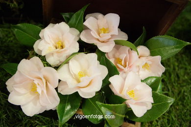 Concurso-exposición de la Flor de la Camelia 2008 en Bouzas (Vigo).