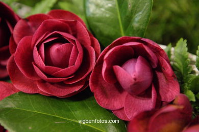 Concurso-exposición de la Flor de la Camelia 2008 en Bouzas (Vigo).