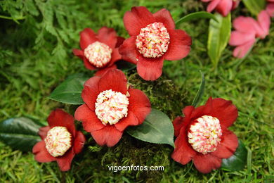 Concurso-exposición de la Flor de la Camelia 2008 en Bouzas (Vigo).