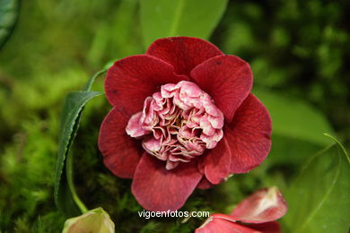 Concurso-exposición de la Flor de la Camelia 2008 en Bouzas (Vigo).