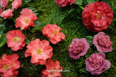 Concurso-exposición de la Flor de la Camelia 2008 en Bouzas (Vigo).