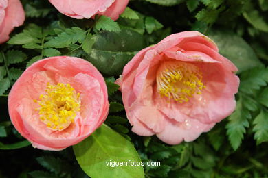 Concurso-exposición de la Flor de la Camelia 2008 en Bouzas (Vigo).