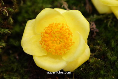 Camellia exhibition 2008. 