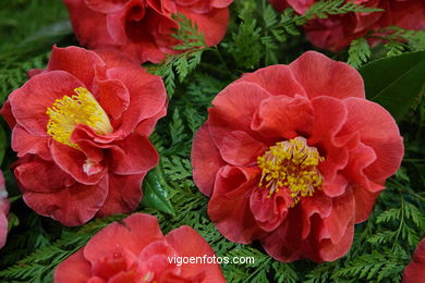 Concurso-exposición de la Flor de la Camelia 2008 en Bouzas (Vigo).