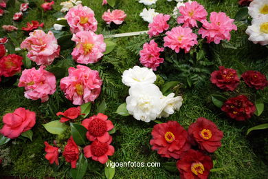 Concurso-exposición de la Flor de la Camelia 2008 en Bouzas (Vigo).