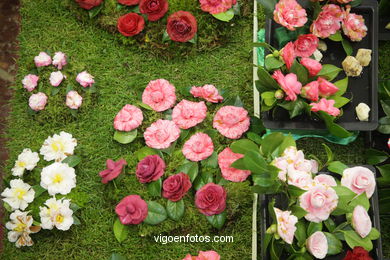 Camellia exhibition 2008. 