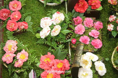Concurso-exposici�n de la Flor de la Camelia 2008 en Bouzas (Vigo). 