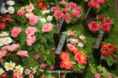 Camellia exhibition 2008. 