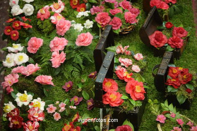 Camellia exhibition 2008. 