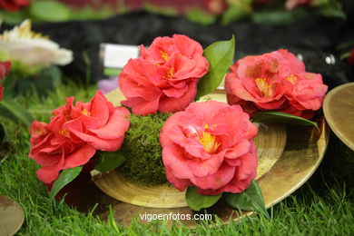 Camellia exhibition 2008. 