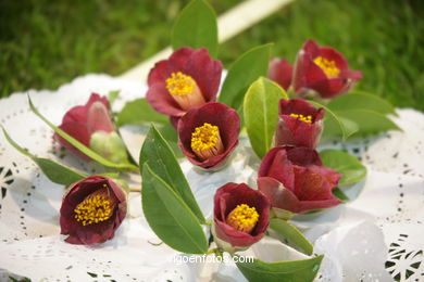 Camellia exhibition 2008. 