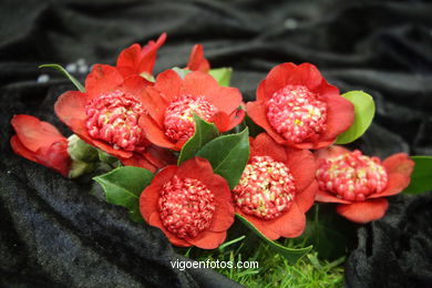 Camellia exhibition 2008. 
