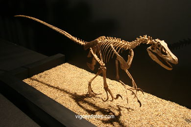 Dinosaurios - Expo Gobissauros
