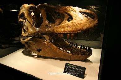 Dinosaurios - Exposición Universal - Gobissauros (Desierto del Gobi) - IFEVI 2004.