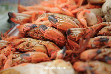 Celebration of the Seafood - Port of Vigo - Berbés (Vigo) - 2006.