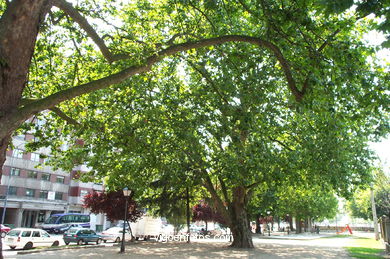 Gardens of the areal (eijo garay)
(Others parks and gardens)
. 