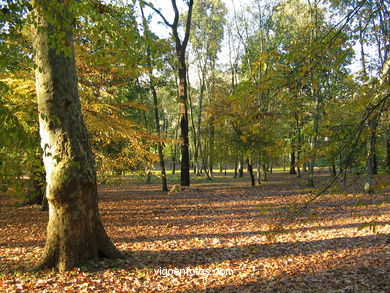 Bosque del parque de Castrelos (Vigo).