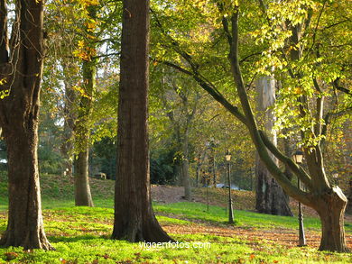 Bosque del parque de Castrelos (Vigo).