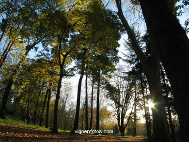 Bosque del parque de Castrelos (Vigo).