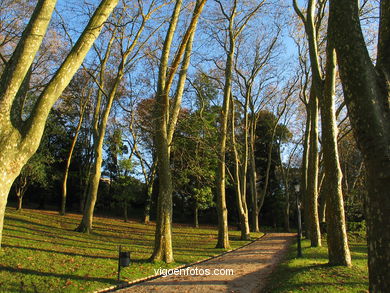 Bosque del parque de Castrelos (Vigo).
