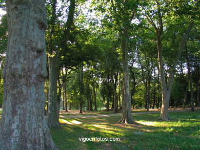 Forest
(Castrelos park)
. 