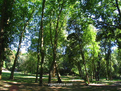 Forest
(Castrelos park)
. 