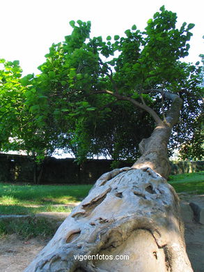 Forest
(Castrelos park)
. 