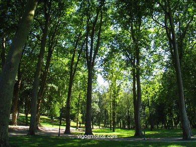 Bosque del parque de Castrelos (Vigo).