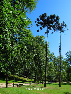 Bosque del parque de Castrelos (Vigo).