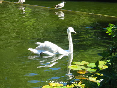 Lago artificial del parque de Castrelos (Vigo). 