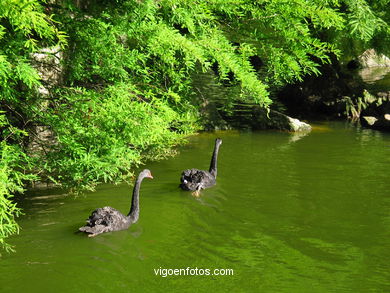 Lago artificial del parque de Castrelos (Vigo).