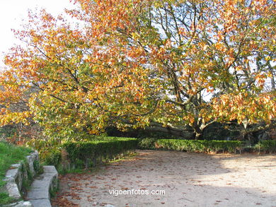 Forest and gardens
(The castro)
. 