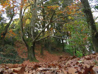 Forest and gardens of the Castro park.