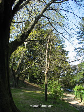 Bosque y jardines del parque del Castro (Vigo). 