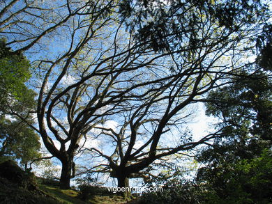 Forest and gardens of the Castro park.