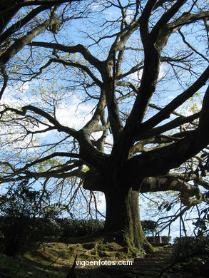 Forest and gardens of the Castro park.