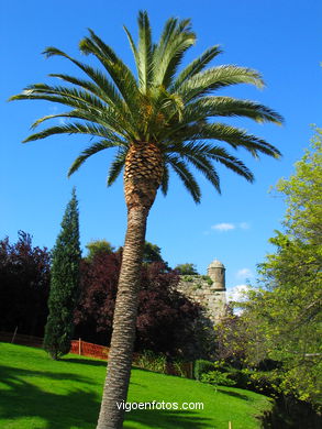 Forest and gardens
(The castro)
. 