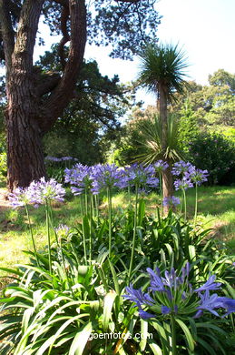Forest and gardens of the Castro park.