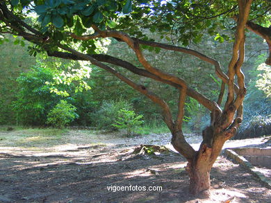 Forest and gardens of the Castro park.