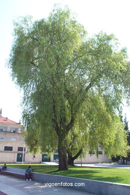 Jardines de la Plaza de la Estrella. 