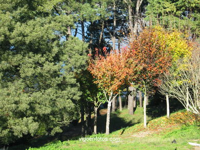 Parque del Monte de la Gu�a (en Teis) (Vigo). 