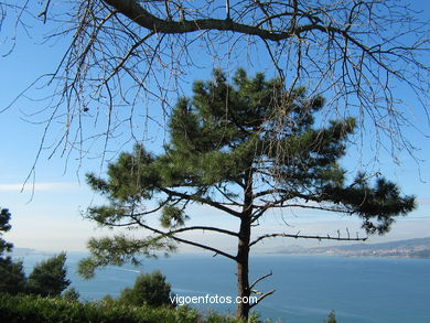 Parque del Monte de la Gu�a (en Teis) (Vigo). 