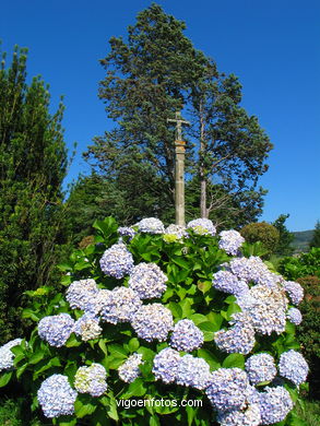 Parque del Monte de la Gu�a (en Teis) (Vigo). 