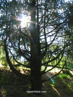 Parque del Monte de la Gu�a (en Teis) (Vigo). 