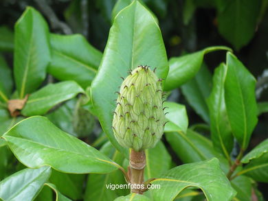 English garden
(Qui�ones de le�n)
. 