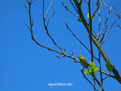 Others gardens
(Qui�ones de le�n)
. 