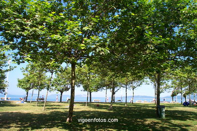Arboleda y jardines de la playa de Samil (Vigo).