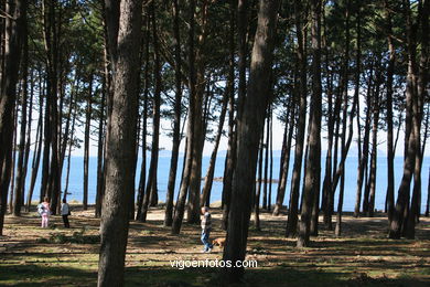 Groves and gardens of Samil beach.