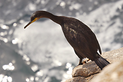 El Cormor�n mo�udo de las Islas C�es