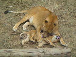 Leona con cachorro en el Zoo
